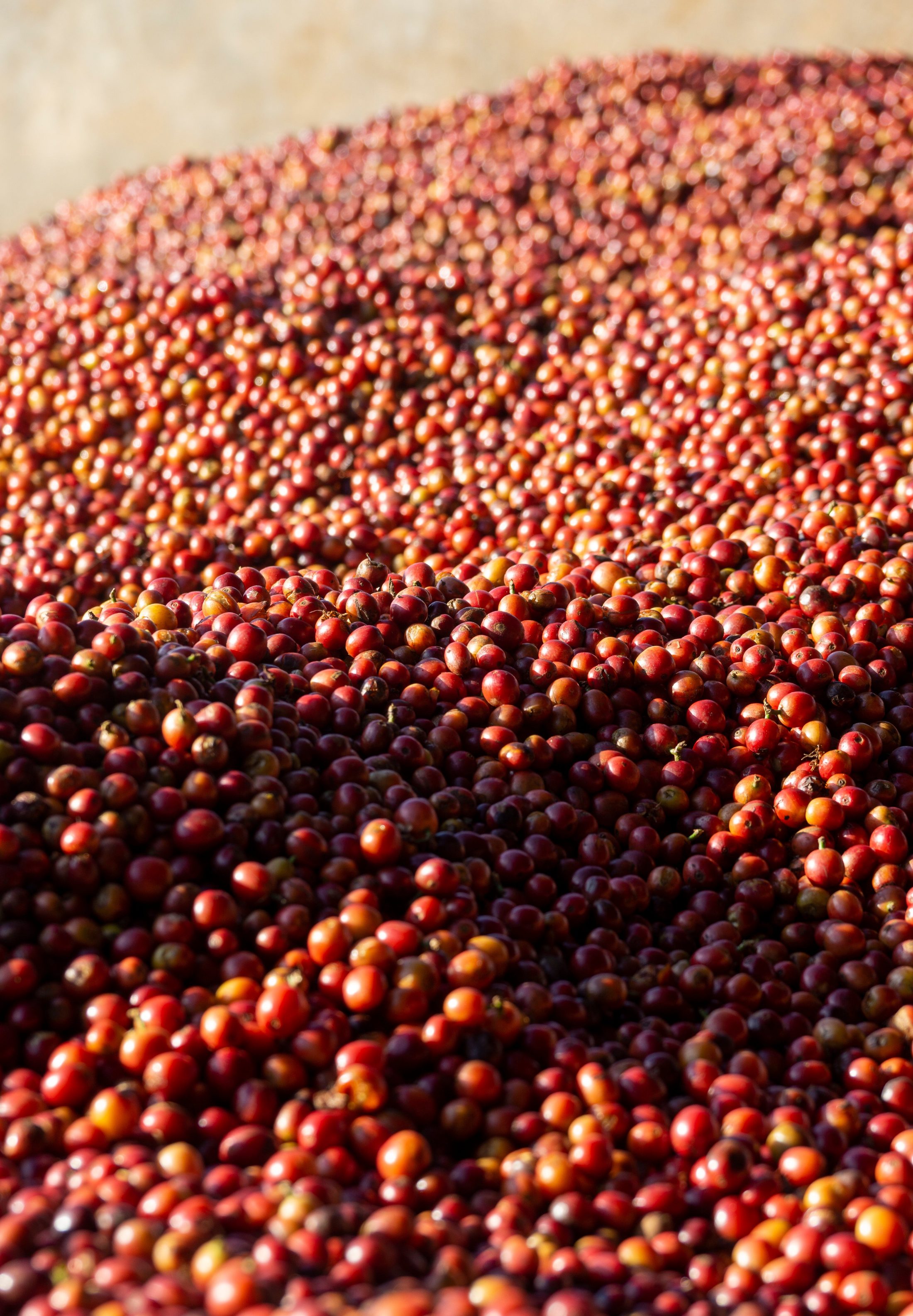 Close-up of freshly harvested coffee cherries spread out to dry