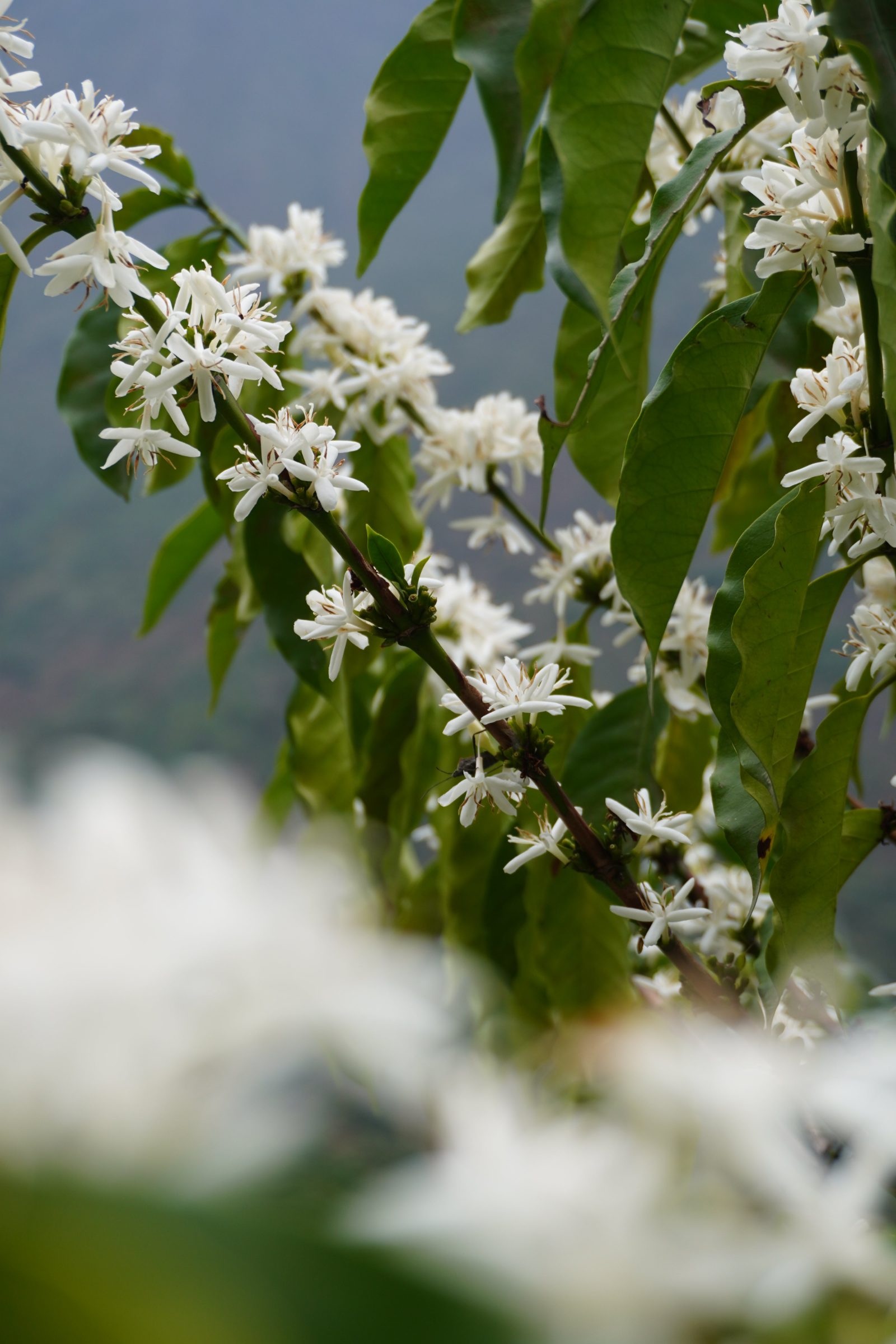 Close-up of white coffee blossoms and green leaves